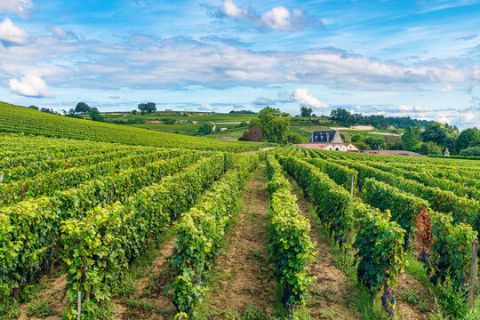 Rows of grapevines cover rolling countryside hills of Saint Emilion, Bordeaux, France. Wine tourism, rural travel, French viticulture, sustainable agriculture, terroir and traditional winemaking