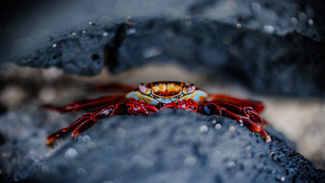 Looking into the eyes of a crab