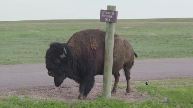 Bison roaming the Badlands National Park landscape