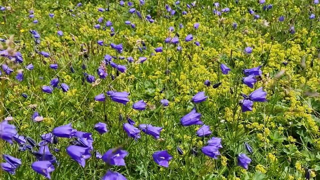 Mannlichen Lauterbrunnen Switzerland, close-up of wild alpine flowers with blue bells and yellow blossoms, camera tilt up to panoramic view of Eiger M&ouml;nch and Jungfrau mountains