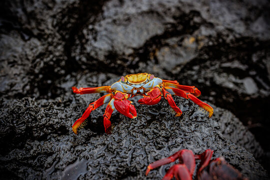 Bright red crab on lava rock, Galapagos