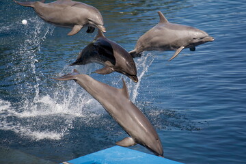 dolphin jumping out of water © Anthony