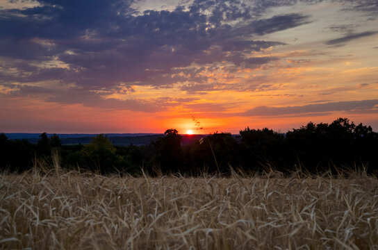 Colorful sunset over golden wheat field with dramatic cloudscape in the rural countryside