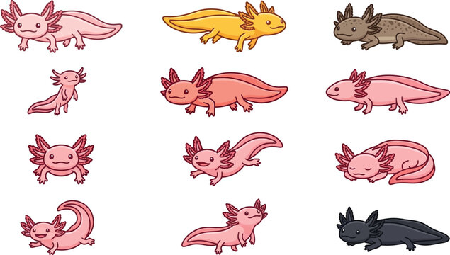 Educational infographic set of different axolotl types and behaviors with descriptive text labels in vector
