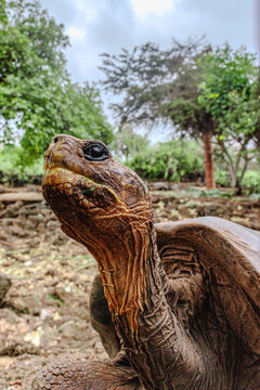 The life of a tortise
