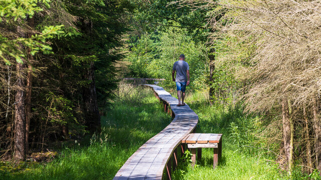Boardwalk through peaceful forest meadow near Hoogersmilde, Drenthe, Netherlands on a sunny day