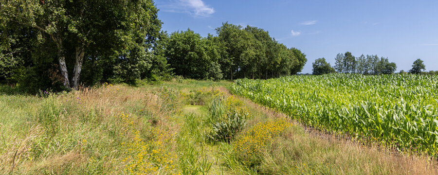 nature friendly summer drainage ditch with wildflowers beside a cornfield and rural road