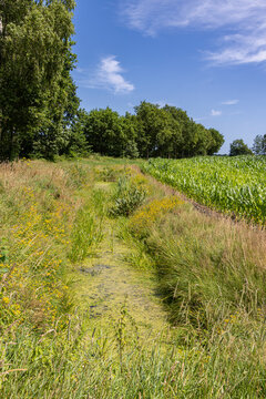nature friendly summer drainage ditch with wildflowers beside a cornfield and rural road