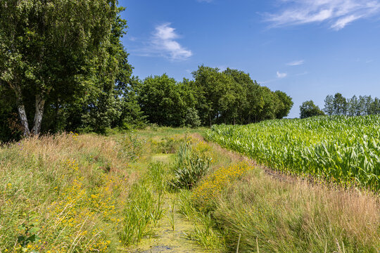 nature friendly summer drainage ditch with wildflowers beside a cornfield and rural road