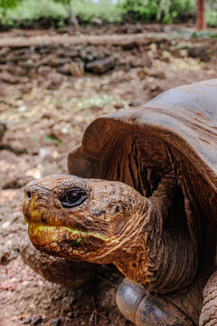 Head of a tortise in Santa Cruz, Galapagos