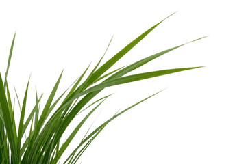 Naklejka premium Green grass blades isolated on transparent background