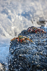 Crabs on beach, in Galapagos © Jef