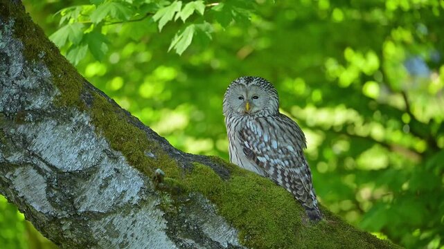 Habichtskauz (Strix uralensis), sizt auf einem Baumstamm im Wald