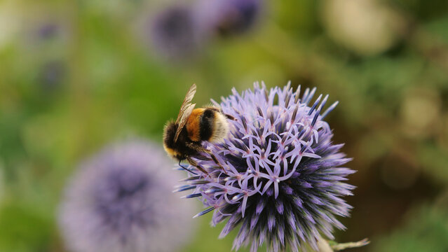 Bumblebee on globe thistle, bumble bee collecting nectar on purple echinops flower in close up photography