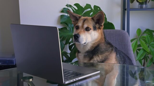 Serious Dog Watching Laptop Like an Employee During Remote Work

Funny corgi mix concentrating on a laptop screen as if working in an office. Great business humor concept for online meetings