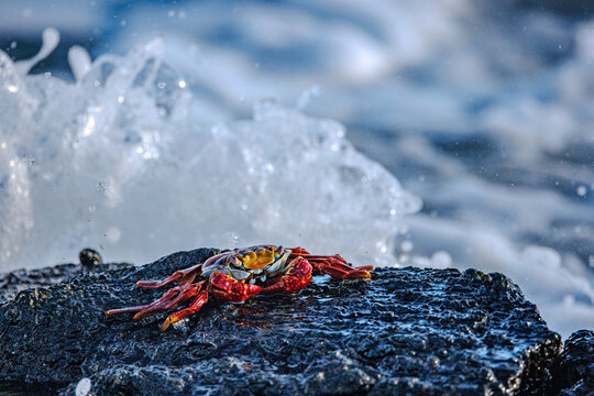 Crab sitting on rock in waves, Galapagos