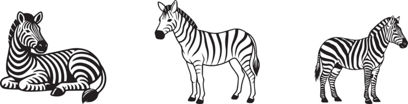 Vintage zebra illustration set, hand drawn wild african animals in black and white, collection of 3 engraved zebra vector sketches for safari design