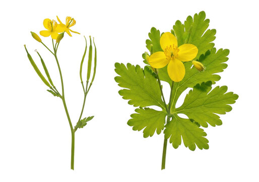 Greater celandine plant with yellow flowers and green leaves isolated on transparent background