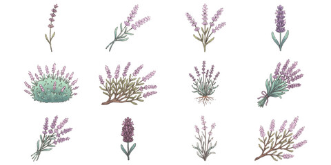 Set of hand drawn lavender flowers and herb sprigs in vintage sketch style ©  creative  marlia