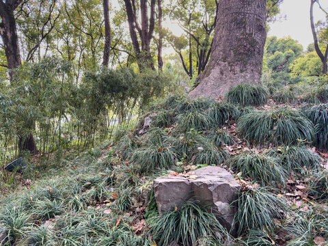 Tree trunks and grass clumps on wooded Tiger Hill slope in Suzhou, China, spring day