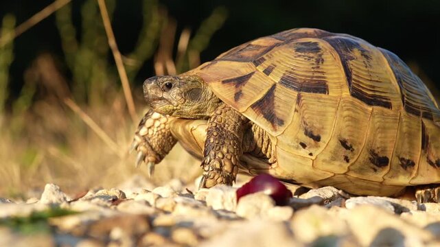 Balkan tortoise (Testudo hermanni boettgeri) walking across rocky ground at sunset