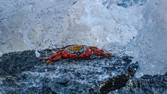 Galapagos Crab on rock in surf