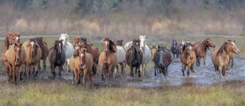 Herd of Spanish Mustang adult female mares gallop head on in Florida marsh prairie
