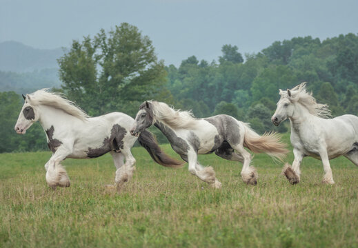 Group of three adult Gypsy Vanner Horse mares gallup across field with misty mountains in distance