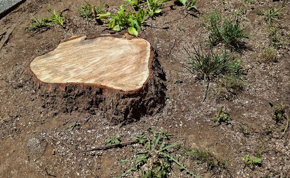 Large Fresh Tree Stump After Tree Removal in Urban Area