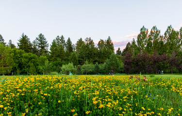 Obraz premium Birds-foot Trefoil (Lotus corniculatus) growing in a city park in Bozeman, Montana