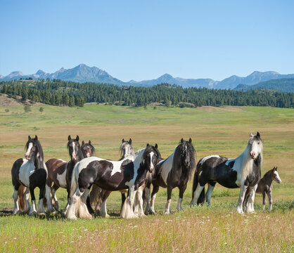 Herd of Gypsy Vanner Horse mares with foal in alpine meadow