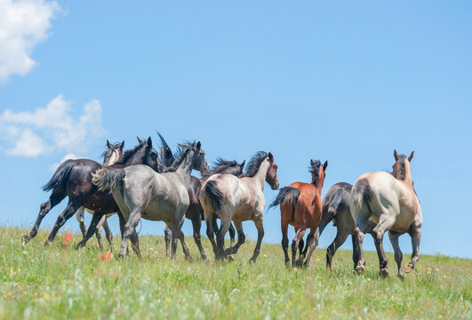 Herd of juvenile Quarter Horse yearlings running away over horizon