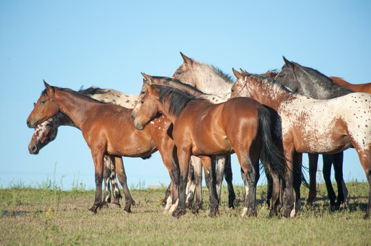 herd of alert adult Tiger horses stand together on horizon with blue sky