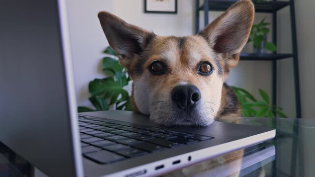 Close Up of Funny Corgi Mix Resting on Laptop and Looking at Camera

Close-up portrait of an adorable office dog relaxing on a laptop. Funny remote work concept combining pets