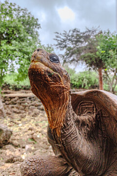 Tortise in sanctuary, Galapagos