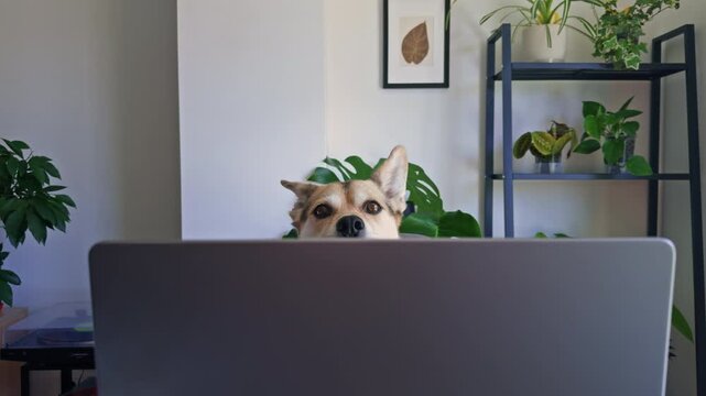 Curious Dog Peeking Over Laptop Screen Like Remote Employee

Playful corgi mix appears behind a laptop while pretending to work. Humorous office concept for business, online meetings