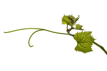 Obraz premium Young grapevine tendril curling with serrated leaves isolated on white