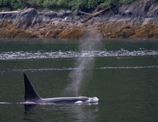 Orca, Frederick Sound © Betty Sederquist