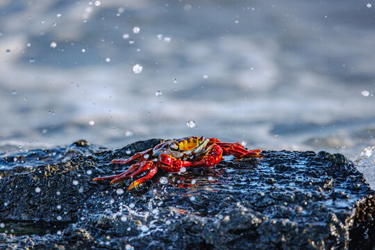 Crab sitting on rock in waves, Galapagos