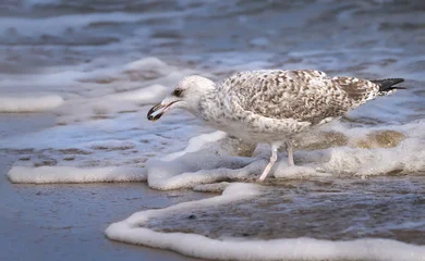 Junge Silbermöwe (Larus argentatus) läuft am schäumenden Wasserrand mit einer kleinen Muschel im Schnabel - Koserow, Insel Usedom, Ostsee, Deutschland © Robert Schneider