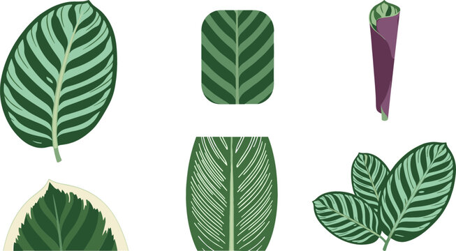 Tropical Calathea and Prayer Plant Leaf Icon Set with Variegated Foliage, Striped Zebra Patterns, and New Unfurling Purple Shoots for Botany Graphic Designs