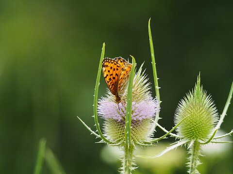 farfalle su fiore