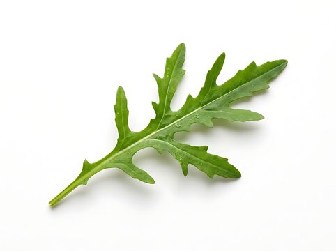 Single fresh green arugula leaf isolated on a white background for food photography and culinary design
