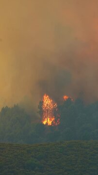 Dramatic forest fire raging in spain. Intense flames fully engulf a tall pine tree, creating a large torch against a smoke filled background