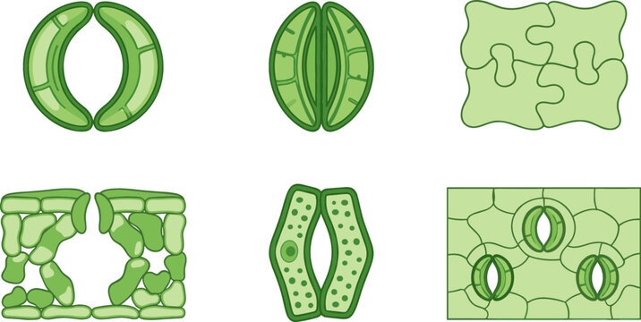 Plant Stomata and Leaf Anatomy Icon Set with Open and Closed Guard Cells Epidermal Tissues and Chloroplast Elements for Botany Education and Biology Designs