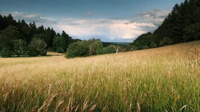 Field on a hill with high grass moving in wind and trees on the horizon. Panning shot of an idyllic landscape in gentle sunshine.  