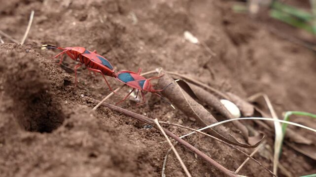 Two Red Cotton Bugs Mating on Dry Ground