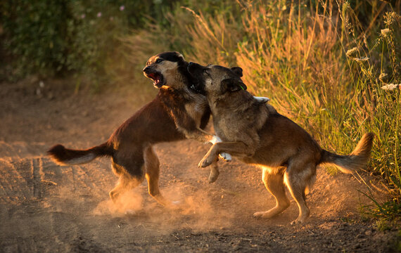 Two playful mixed-breed dogs wrestling in the dust at sunset.