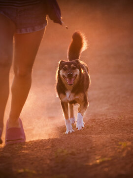 Cheerful mixed-breed dog running next to owner on a dusty path at golden hour.