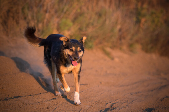 Happy mixed-breed dog running fast on a dusty road at sunset.